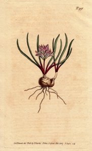 Cape Hyacinth, with Bulb, Scarlet Leaves and Pale Pink Flowers. Polyzena corymbosa (Massonia corymbosa). Handcoloured copperplate engraving from Sydenham Edwards