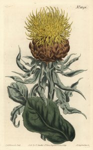 Giant Knapweed