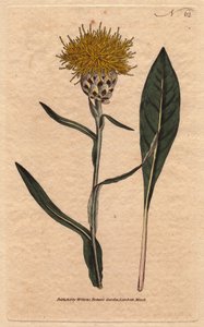 Woad leaved centaurea with yellow fluffy flowers