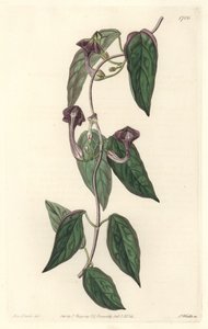 Ceropegia elegant, native of India - Strong water by S. Watts from an illustration by Sarah Anne Drake, from the Botanical Register