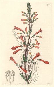 Chelone (or Galane) with Valerian Leaves, Native to California - S. Watts Strong Water from an Illustration by Sarah Anne Drake, from the Botanical Register
