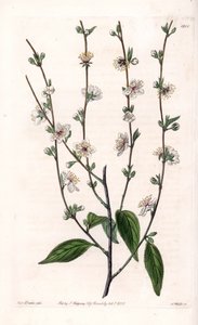 Cherry tree - Engraved board by S. Watts, from an illustration by Sarah Anne Drake, from the Botanical Register of Sydenham Edwards, England