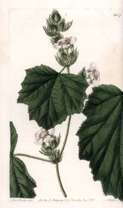 Chestnut vine by Sydenham Teast Edwards