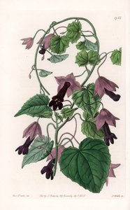 Chinese Hat - Plate Engraved by S. Watts, from an Illustration by Sarah Anne Drake, from the Botanical Register of Sydenham Edwards by Sydenham Teast Edwards