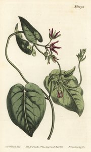 Climbing Milkvine, Matelea obliqua by Sydenham Teast Edwards