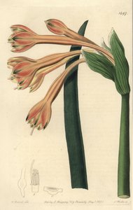 Tawny Coburgia by Sydenham Teast Edwards