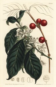 Coffee maker arabica - Coffee tree, Coffea arabica. Handcoloured copperplate engraving by F. Sansom Jr. after an illustration by Sydenham Edwards from William Curtis