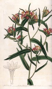 Collomia Neon. Handcoloured copperplate engraving from Sydenham Edwards
