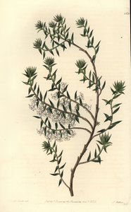 Common Heath by Sydenham Teast Edwards