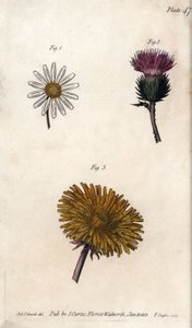 Composite Flowers: Prepacket, Donkeys Thistle and Dandelion by Sydenham Teast Edwards