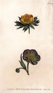 Corolla of winter eranth (or helleborine or winter aconit) and hellebore fetide. Coloured copper engraving, illustration by Sydenham Edwards for Conferences of Botanical, Botanical Garden of Lambeth, England by Sydenham Teast Edwards
