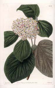 Cotton Viburnum. Handcoloured copperplate engraving from Sydenham Edwards