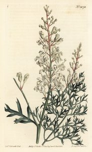 Crinkle bush or parsley fern (sulphur-wort-leaved lomatia), Lomatia silaifolia. by Sydenham Teast Edwards