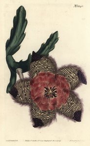 Cushioned Stapelia by Sydenham Teast Edwards