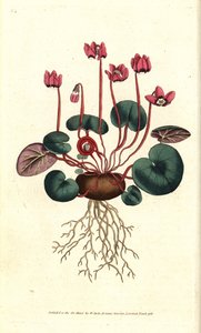 Round-leaved cyclamen, Cyclamen coum by Sydenham Teast Edwards