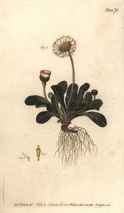 Daisy, Bellis perennis