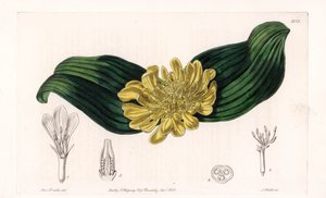 Daubenya Variete - Plate engraved by S. Watts, from an illustration by Sarah Anne Drake, from the Botanical Register of Sydenham Edwards, England by Sydenham Teast Edwards