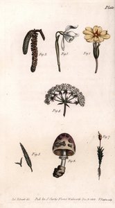 Different chalices: primrose, snow pierce, hazelnut, cike, grass, mushroom and moss. Coloured copper engraving, illustration by Sydenham Edwards for Conferences of Botanical, Botanical Garden of Lambeth, England