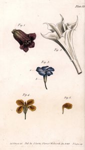 Different Corollas from Botanical Conferences, Lambeth Botanical Garden