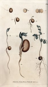 Germination Steps of Pea Seed and Common Bean