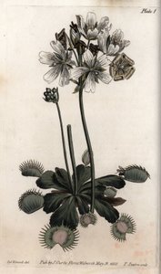 Dionee Catches Fly from Botanical Conferences, Lambeth Botanical Garden by Sydenham Teast Edwards