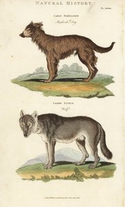 Dog and Wolf - Shepherd dog, Canis familiaris, and wolf, Canis lupus.