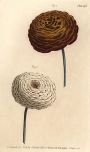 Double ranunculus varieties, Persian buttercup, Ranunculus asiaticus. by Sydenham Teast Edwards