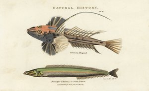 Dragonnet lyre and lancon equille - Common dragonet, Callionymus lyra, and lesser sand eel or sand lance, Ammodytes tobianus. by Sydenham Teast Edwards