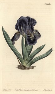 Dwarf Iris - Iris x binata (Purple-blue dwarf flag, Iris pumila var. violacea) by Sydenham Teast Edwards