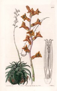 Dyckia, succulent plant with orange flowers, native of Brazil