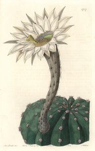 Echinocactus Eyriesii, Flowering Cactus, Native to Mexico - Strong Water by S. Watts from an Illustration by Sarah Anne Drake, from the Botanical Register by Sydenham Teast Edwards