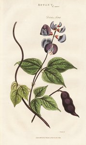 Egyptian Hyacinth Bean by Sydenham Teast Edwards