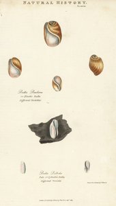 Elastic bula, Bulla resiliens, and pale or cylindric bulla, Bulla pallida. Illustration by Sydenham Edwards from John Mason Good