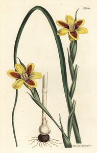 Elegant Moraea, Moraea elegans by Sydenham Teast Edwards