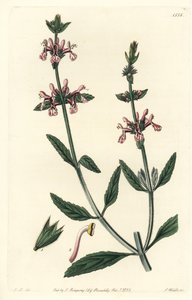 White-Stemmed Stachys by Sydenham Teast Edwards