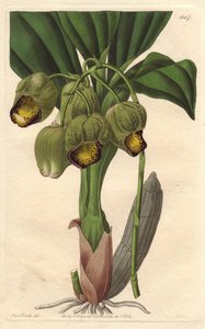 Epiphytic Orchid, Pale Yellow Catasetum, Native to Brazil by Sydenham Teast Edwards