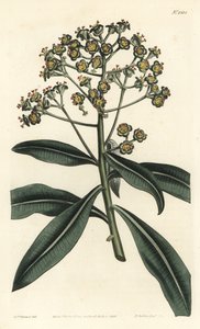 Honey spurge or honey-bearing euphorbia, Euphorbia mellifera