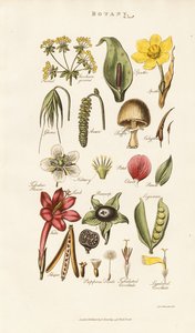 Floral and Plant Structures by Sydenham Teast Edwards