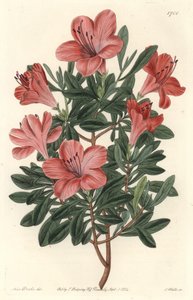 Florists Rhododendron or azalee - S. Watts strong water from an illustration by Sarah Anne Drake, from the Botanical Register