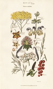 Flower and Fruit Arrangements by Sydenham Teast Edwards