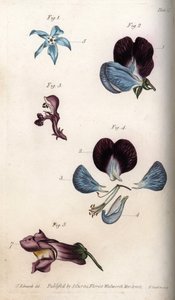 Flowering of officinale borage and pea (leguminous). Coloured copper engraving, illustration by Sydenham Edwards for Conferences of Botanical, Botanical Garden of Lambeth, England