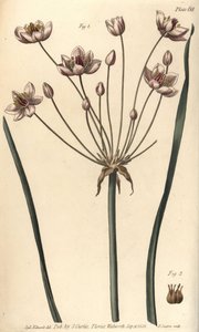 Flowering Rush by Sydenham Teast Edwards