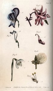Flowers of aconite, ancholia, galanthus, hellebore and weeping willow, with details of pistils and stamens. Nectarium of the aconite Aconitum (1,3), columbine Aquilegia (2,4), snowdrop Galanthus (5), hellebore Helleborus (6) and willow Salix (7).