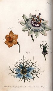 Flowers of Passion Fruit, Narcissus, and Nigella from Botanical Conferences, Lambeth Botanical Garden by Sydenham Teast Edwards
