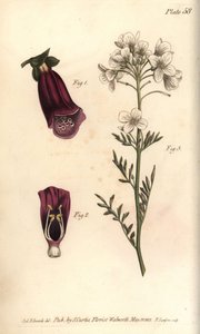 Foxglove, Digitalis purpurea, Didynamia