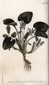 Fragrant Violet by Sydenham Teast Edwards