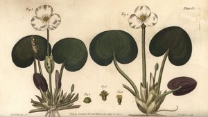Frogbit, Hydrocharis morsus-ranae, Dioecia, female plant 1,4, male plant 2,3. by Sydenham Teast Edwards