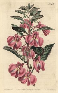 Garden Balsam