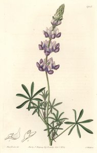 Garden Lupin, originally from California - S. Watts Strong Water from an illustration by Sarah Anne Drake, from the Botanical Register by Sydenham Teast Edwards