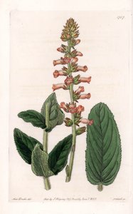 Genera Variety